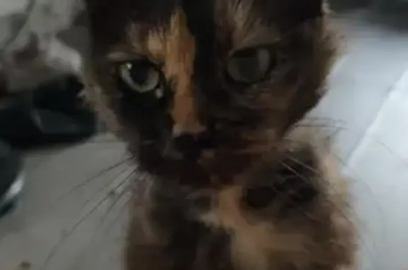 Chat perdue Villepinte, tumeur mamelle - photo