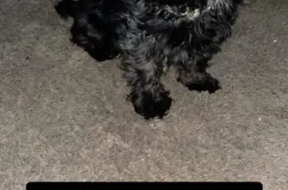 Lost: Small Black Dog in Houston 3000
