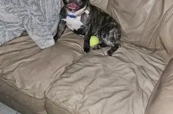 Lost Brindle French Bulldog in Albertville