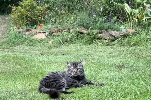 Lost and found pets Chicago, photo: Help Find Skittles: Missing Cat in Chicago