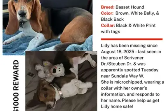 Lost Dog: Brown Ears, White Chest - 5116