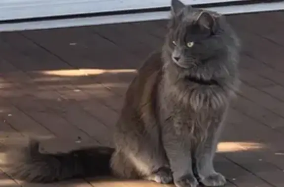 Lost Fluffy Grey Cat: Wilson in Hobsons Bay