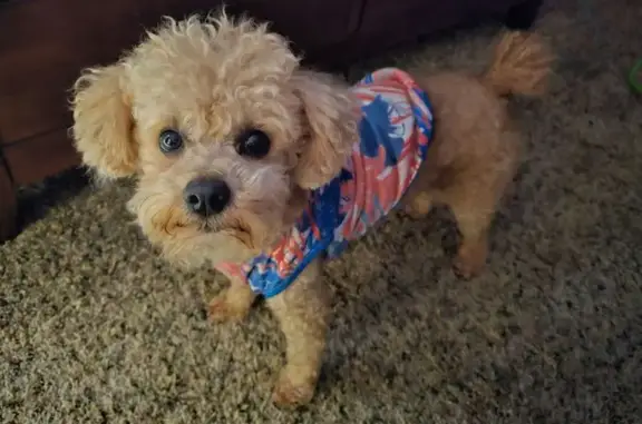 Lost Apricot Toy Poodle in Arkansas