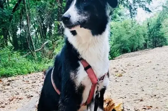 Lost Dog: Pink Harness, Answers to Willow