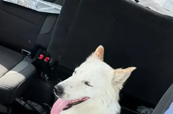 Lost and found pets Houston, photo: Found: Sweet White Husky Mix in Houston