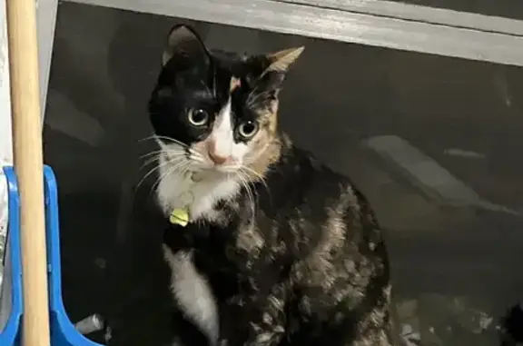 Missing cat North Lauderdale, photo: Lost Calico Cat 'Eggy' - North Lauderdale