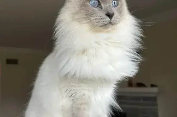 Lost Shy White Balinese Cat in Millburn