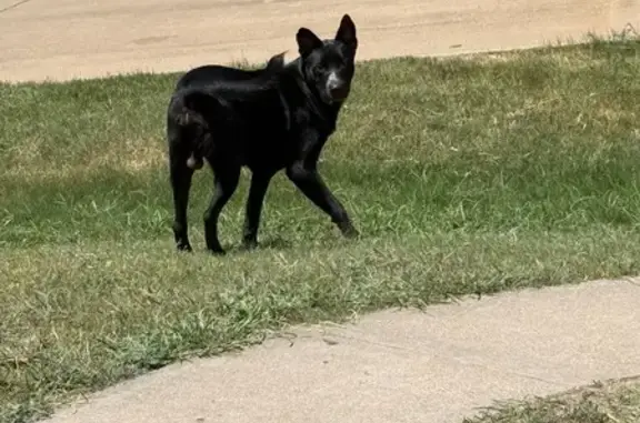Found dog Waxahachie, photo: Friendly Black Dog Found on Leisure Lane