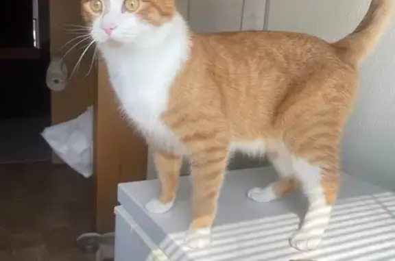 Lost pets Lolo, photo: Lost Orange Tabby: Help Find Him!