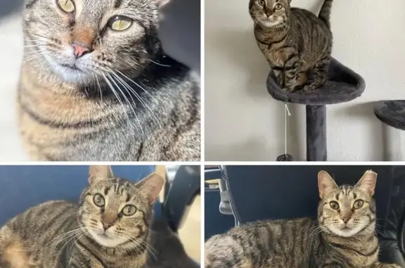 Lost Tabby Cat: SW 43rd Terrace, FL