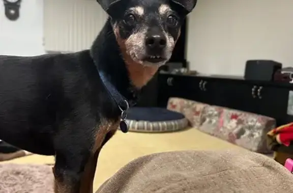 Missing dog Mililani Mauka, photo: Lost 12-Year-Old Male Min Pin in Mililani