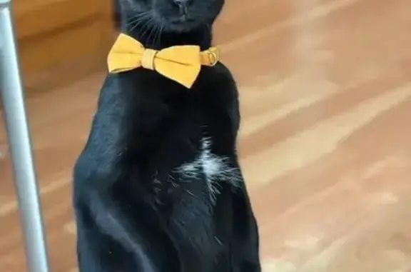 Lost Cat: Black with White Patches, 301