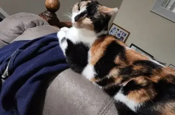 Lost Cat in Bridgeport: Brown & White