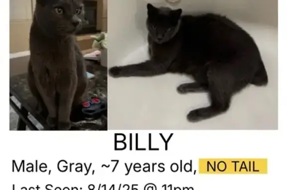 Lost Grey Cat, No Tail, Shy - Mesa Area