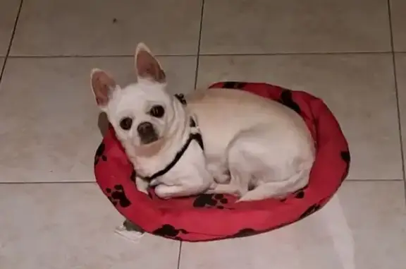 Perro Blanco Perdido en Calle...
