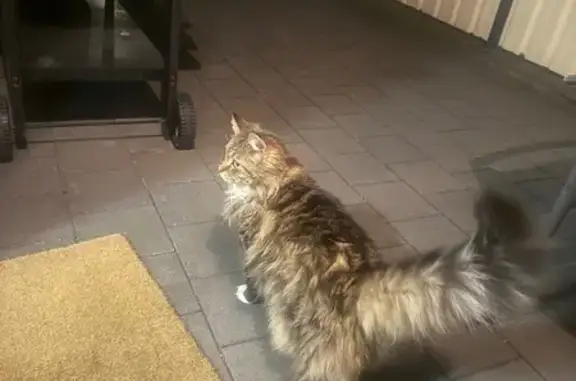Lost Cat on Kwinana Freeway PSP