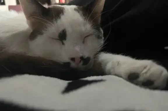 Lost Sweet White Cat: La Veta Drive