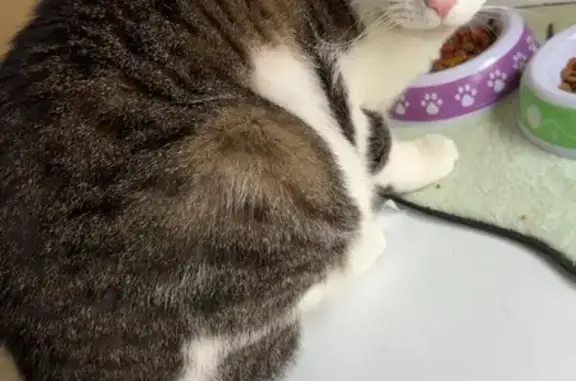 Lost Tabby: White/Black, Green Eyes, Waterboro