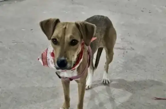 Perros perdidos, Ciudad Obregon, foto: Perrita Café Perdida en Cedros 2, Ayuda
