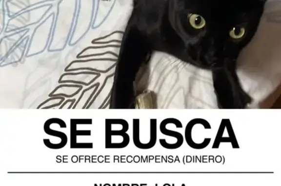 ¡Ayuda! Gata Negra Perdida en Málaga