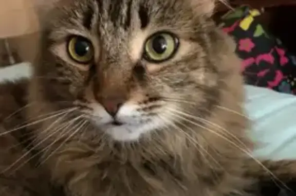 Lost Tabby: Willow Missing in Draper