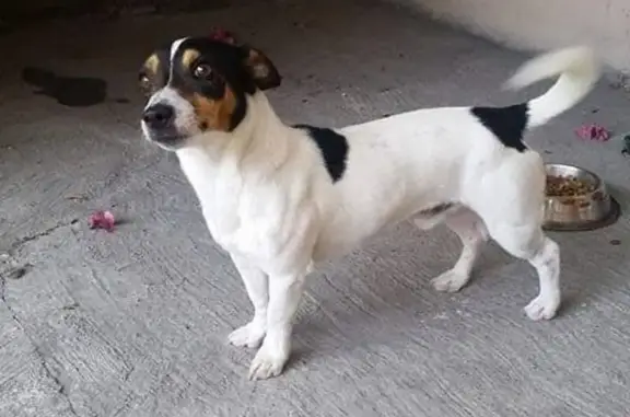 Perros perdidos, San Nicolas de los Garza, foto: Jack Russel Perdido en San Nicolás de los Garza