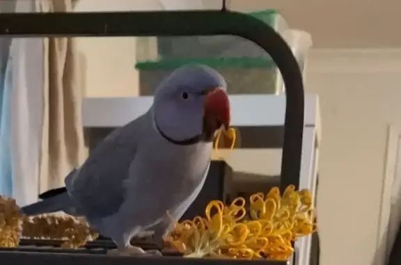 Lost: Tame Dark Blue Ringneck Parrot