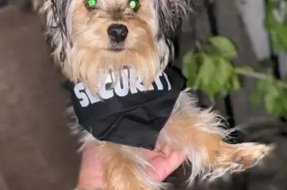 Help Find Stitch: Stolen Dog Alert!