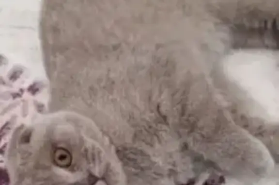 Chat gris perdu à Vizille, Auvergne-Rhône-Alpes - photo