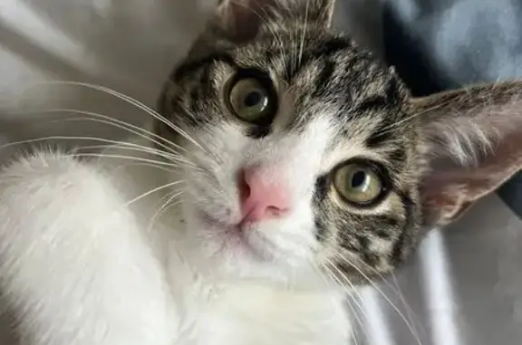 Chat perdu blanc/tigré, Rue de la Passotte - photo