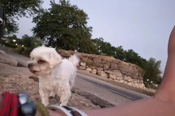 Animaux perdus Les Mées, photo: Bichon maltais perdu près de Peyruis