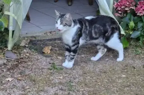 Chat perdu à Plurien : Charleston, 2 ans - photo