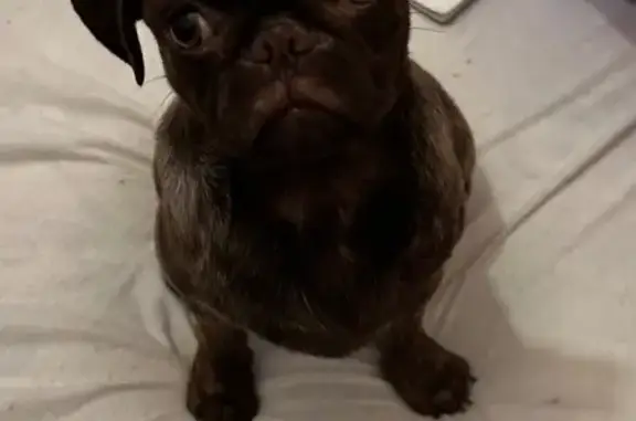 Chien perdu 6 mois, bringé chocolat, Nîmes - photo