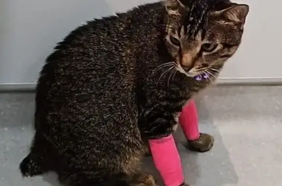 Lost Cat: Grey with Pink Bandages