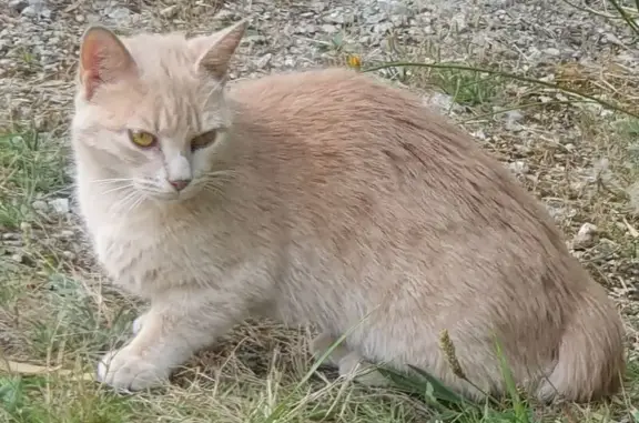 Chat trouvé Saint-Avé, photo: Chatte rousse trouvée, rue d'Alésia