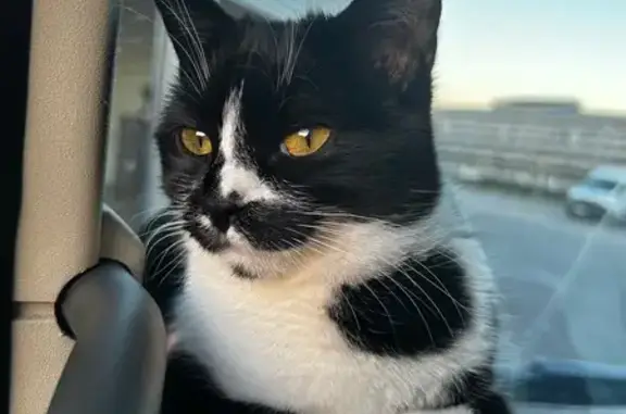 Gato Perdido en Mirabel: Blanc...