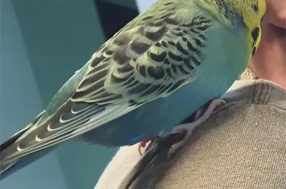 Lost Parrot: Neon/Beebe, Brisbane Area