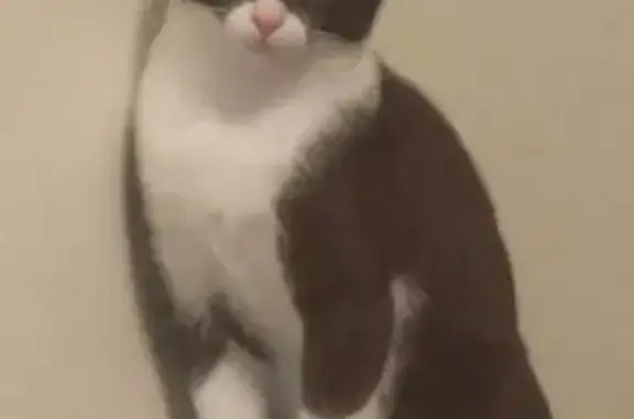 Lost Kitten: Black & White Near Richmond