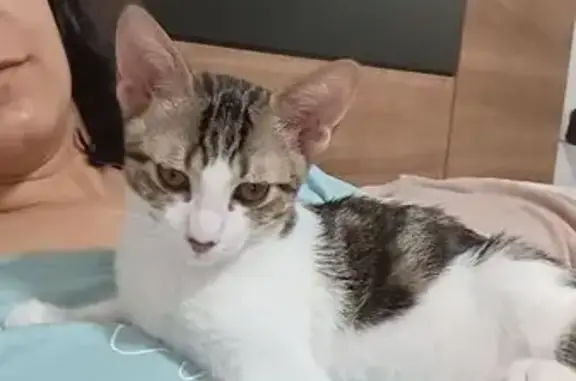 ¡Gatito Perdido en Torrent! Ay...