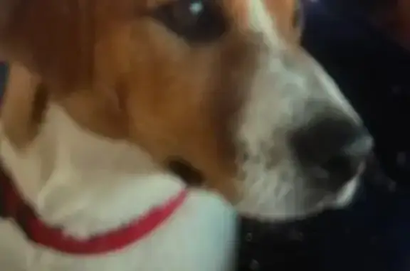 Chien perdu Trèbes, photo : Chien perdu, collier marron, Trèbes