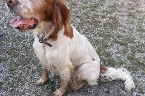 Chien trouvé , photo: Chien de chasse trouvé à Médréac