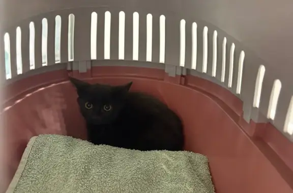 Chaton noir craintif trouvé à Saint-Nicolas - photo