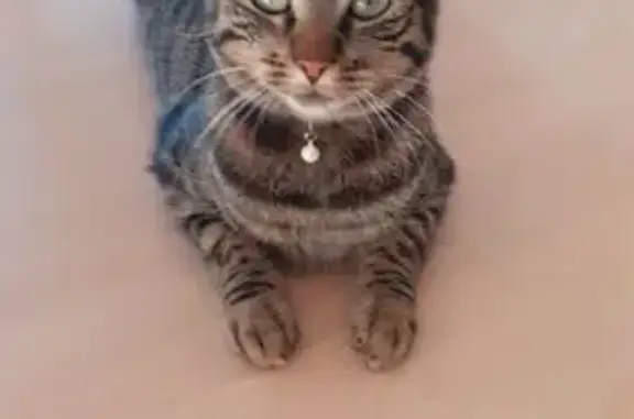 Chat perdu, Le Boulou, photo: Chatte tigrée perdue, collier, Le Boulou