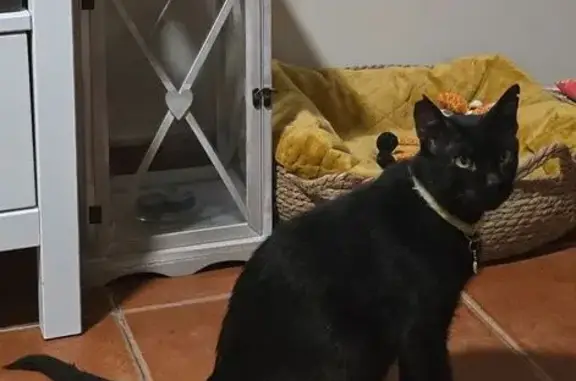 ¡Ayuda a encontrar a nuestro gato negro perdido!