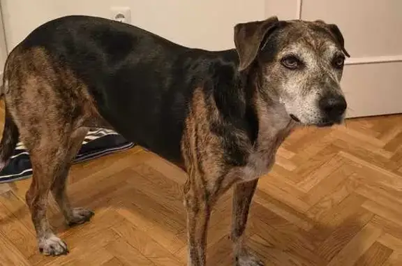 Búsqueda de mascotas, foto: Perro encontrado: Chip defectuoso en Boadilla