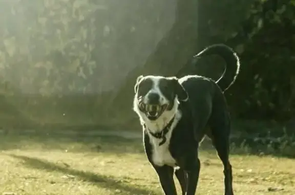 Chien perdu , photo : Chienne tricolore perdue à Bouvante
