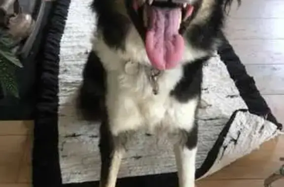 Animaux trouvés , photo: Chienne tricolore sociable à Saint-Amans