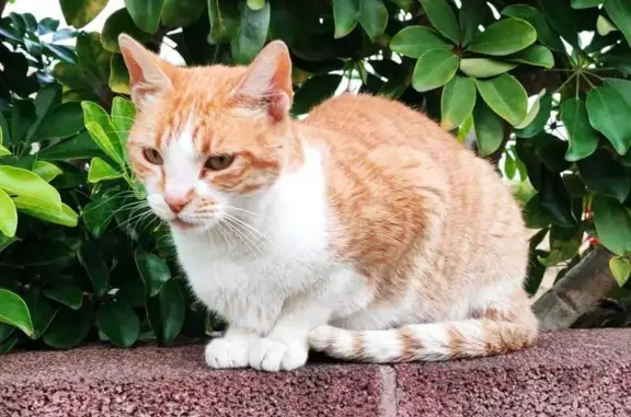 Buscamos Gato Perdido en Calle...