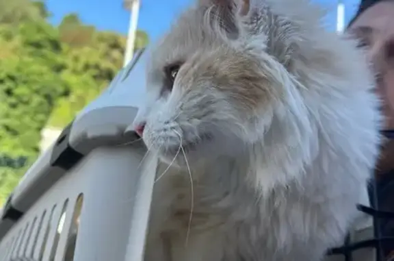 Chat trouvé , photo: Chat sociable trouvé, amaigri, 10 ans, Alès