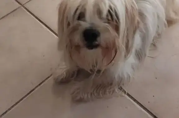 Chien trouvé , photo: Chien trouvé à Caupenne, mèche grise